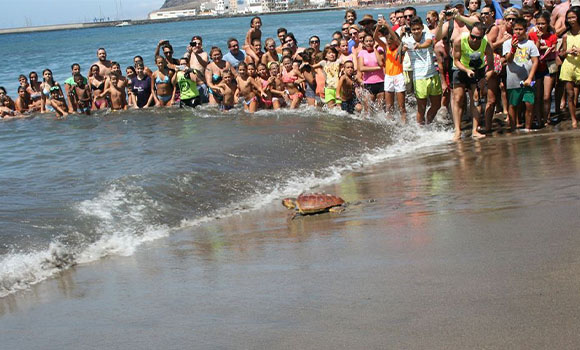 A group of people observing the reintroduction of sea turtles into the sea.