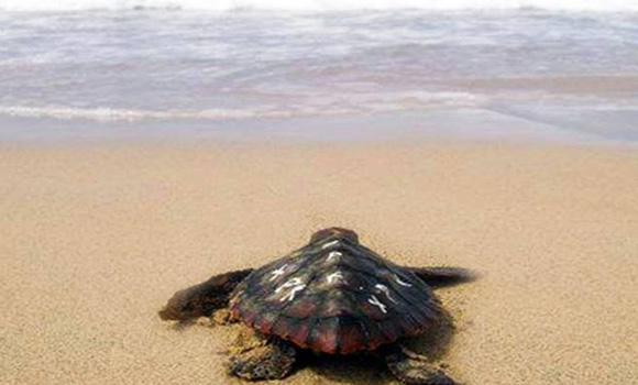 Turtle returning to the sea