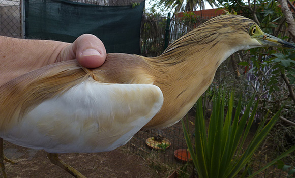 A hand holds a bird