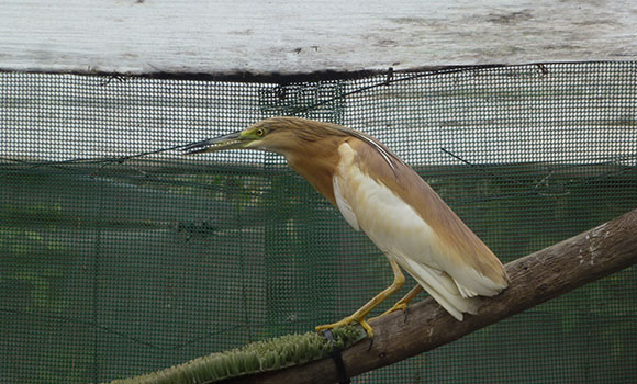 Bird perching on a branch