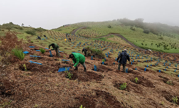 Volunteers reforesting a hillside