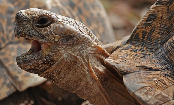 Perfil de la cabeza de una tortuga