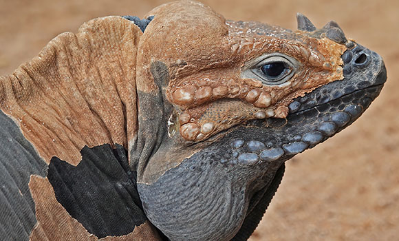 Close-up profile of an iguana